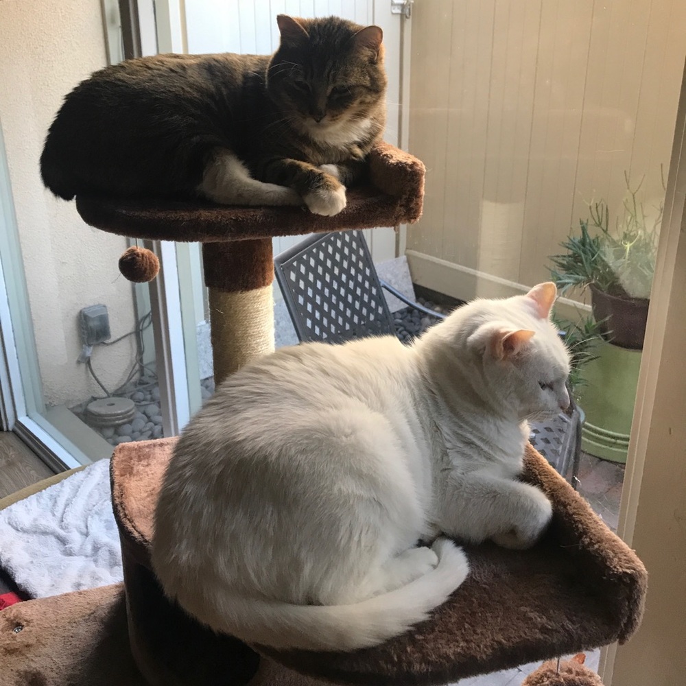 Happy Caturday 😺